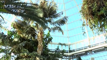 The Sefton Park Palm House Winter Wonderland!