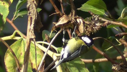 Mésange charbonnière et tournesol
