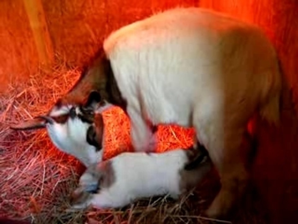 Premiére vraie têtée de mini bounty