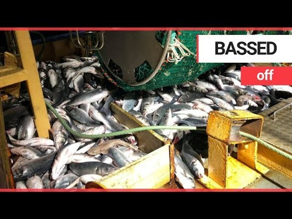 British fisherman forced to throw £20k worth of sea bass back into the sea | SWNS TV