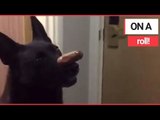 Police Dog Balances SAUSAGE on nose in Ultimate Test of Obedience | SWNS TV