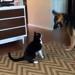 Un chat et un chien se chamaillent quand soudain...