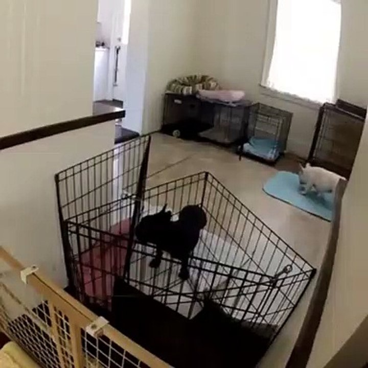 Un petit chiot en mode Mission Impossible s'échappe !
