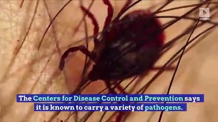 CDC Says an Exotic Tick Is Spreading Across the US