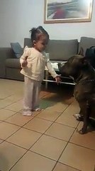 Adorable Little Toddler and Pitbulls