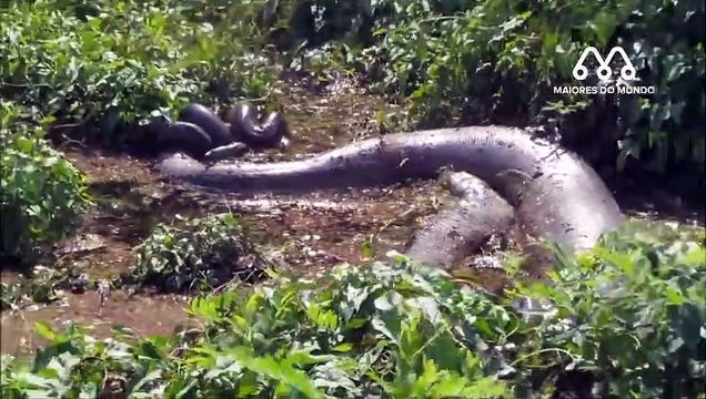 Regardez la taille des anacondas qu'ils vont trouver... Créatures monstrueuses