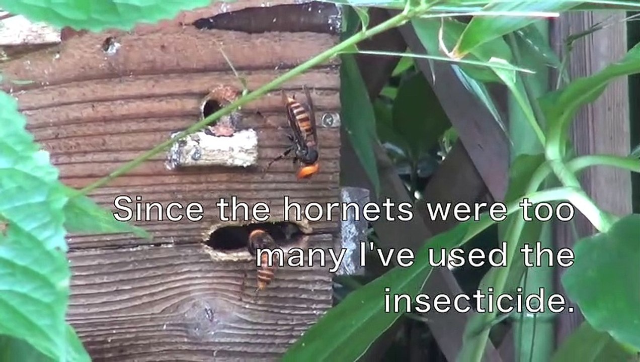 Des frelons s'en prennent à une ruche... Impressionnant