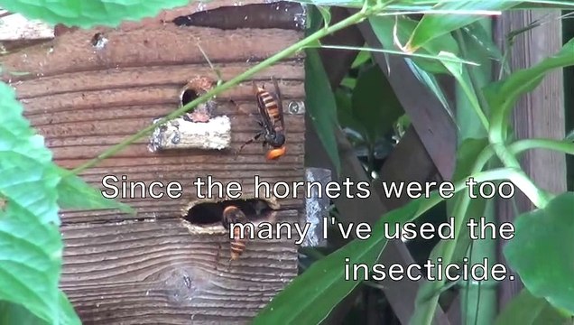 Des frelons s'en prennent à une ruche... Impressionnant