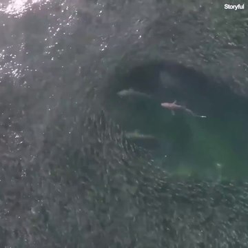 Regardez ces images magnifiques de requins qui chassent dans un banc d'anchois