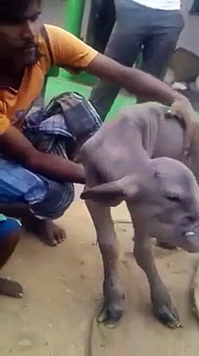 Un fermier découvre une étrange créature en Inde