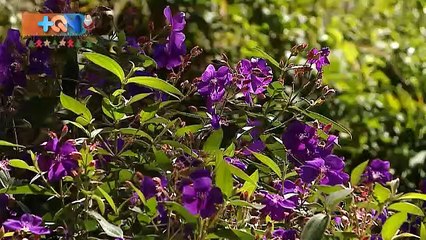 mqn-casa-antigua-031218