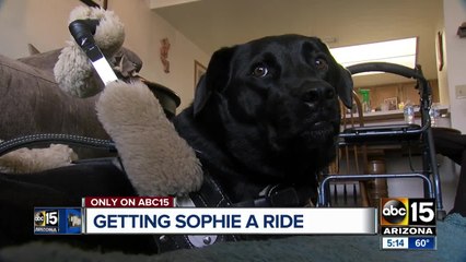 Valley woman says service dog refused transportation