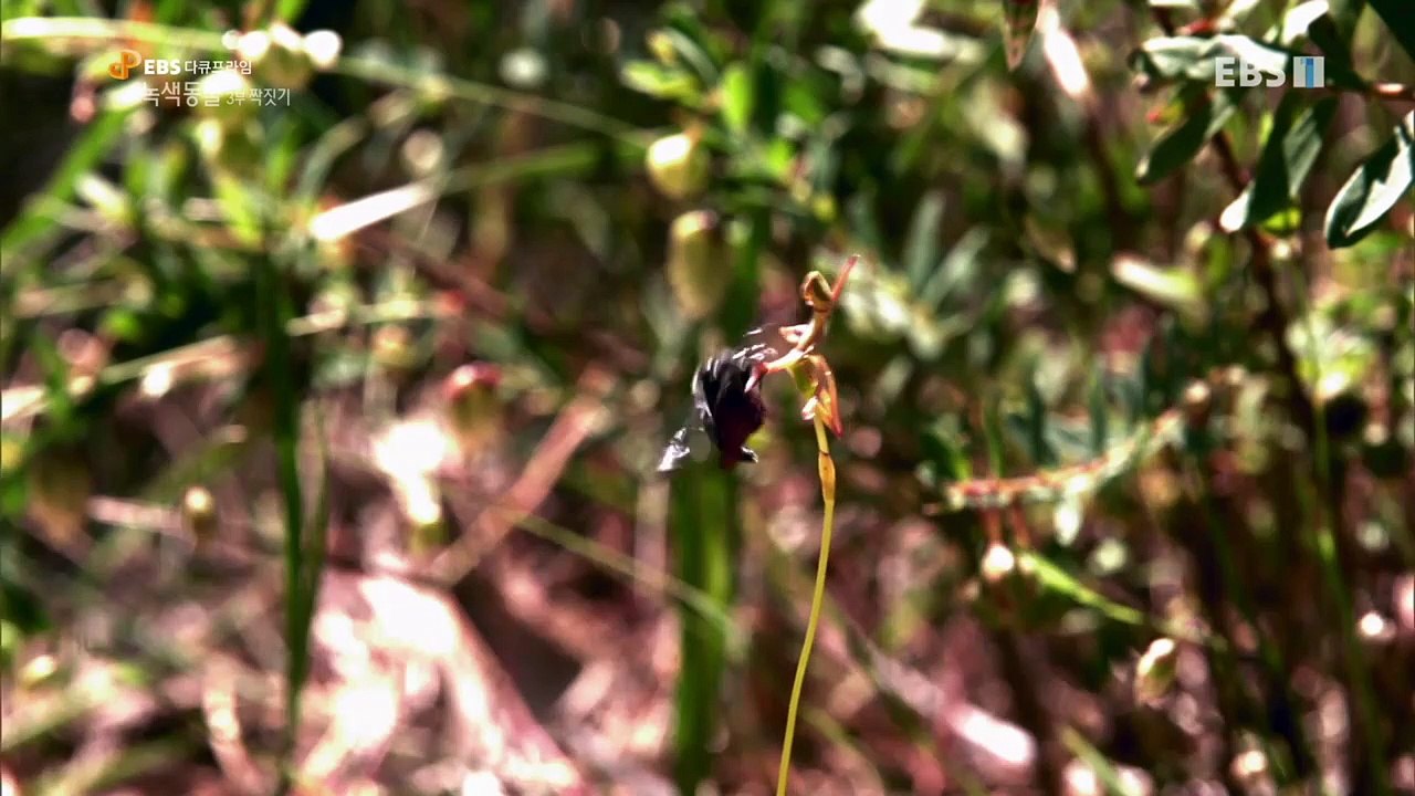 EBS 다큐프라임 - Docuprime_녹색동물(짝짓기)_#001