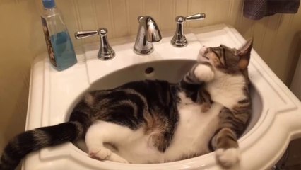 Funniest Cats Playing in Water Compilation 2018 - Funny Pet Videos