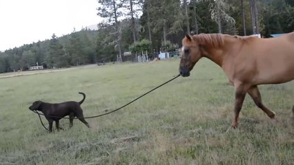 Funniest Pets  Animals of the Week Compilation  - Funny Pet Videos