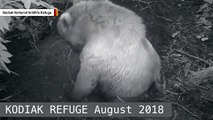 Wildlife Refuge Shares Touching Video Of Mama Bear Nursing Her Cubs