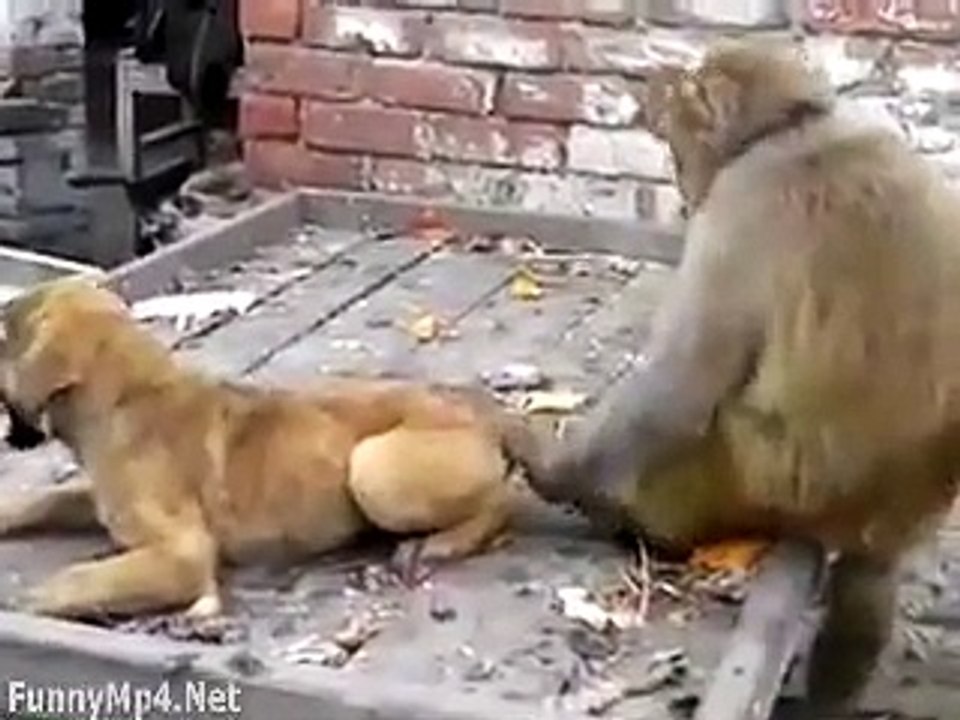 Monkey vs Dog Funny War