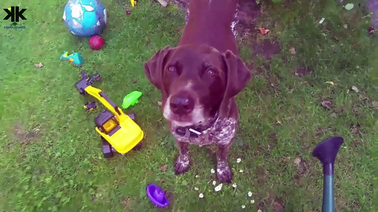 Çikolata Köpeklere Neden Zararlıdır?