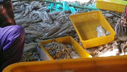 중국산 오징어 국내산으로 속여 22t 유통 / YTN