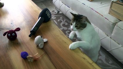 İki bacağı olmayan kediyi hayata bağladı - ANKARA