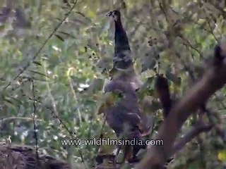 A pair of Indian Peafowl on the Delhi Ridge