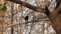 Birds of India- Peafowl Blue Jay or nilkanth Magpie-Robin and Grey Partridge