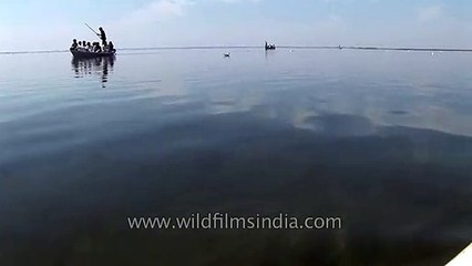 Boating across Nalsarovar Bird Sanctuary - Gujarat
