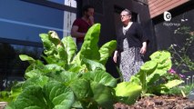 Reportage - Des jardins partagés dans les logements sociaux