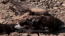 Dead Bulbul lies on parched lake-bed - drought in India
