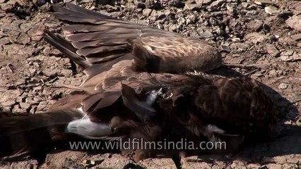 Dead Bulbul lies on parched lake-bed - drought in India