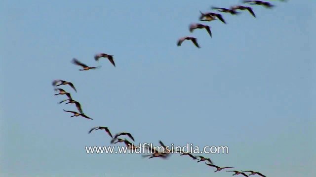 Demoiselle Cranes flying in migratory V-formation