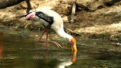 Painted storks wade through water