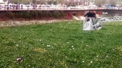 Asi Nehri'ne Yine İnek Düştü