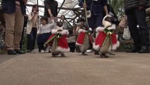 شاهد: موسم الأعياد في اليابان.. البطريق في زي بابا نويل واستعراض يخطف الأنظار