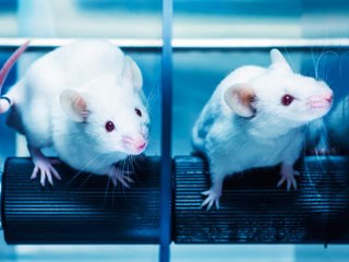 Día Derechos de los Animales