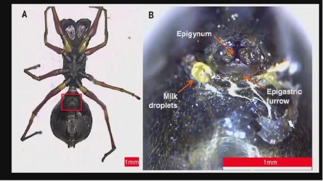 Les araignées sauteuses : cette espèce qui nourrit ses petits au lait maternel