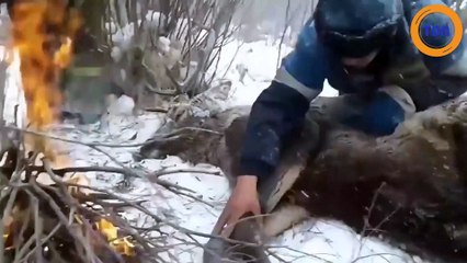 Ils sauvent un cerf piégé dans une rivière gelée !