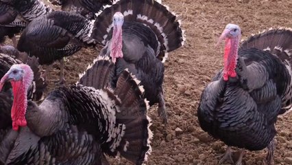 Gjelat e Peqinit duan Panair - Top Channel Albania - News - Lajme