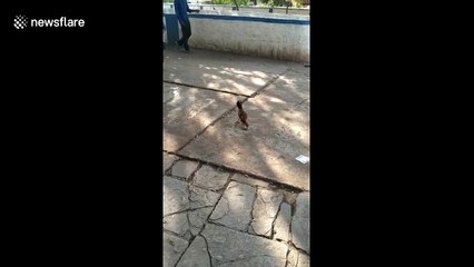 Farmer stunned after his pet hen swallows cobra like a strand of spaghetti