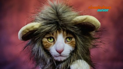 Zoofari | Chat-Majesté | NICKELODEON JUNIOR