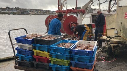 Coquille Saint-Jacques : la campagne est ouverte