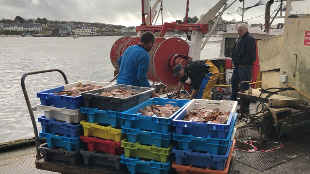 Coquille Saint-Jacques : la campagne est ouverte