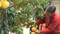 Chinês planta árvore que dá onze tipos de frutas diferentes