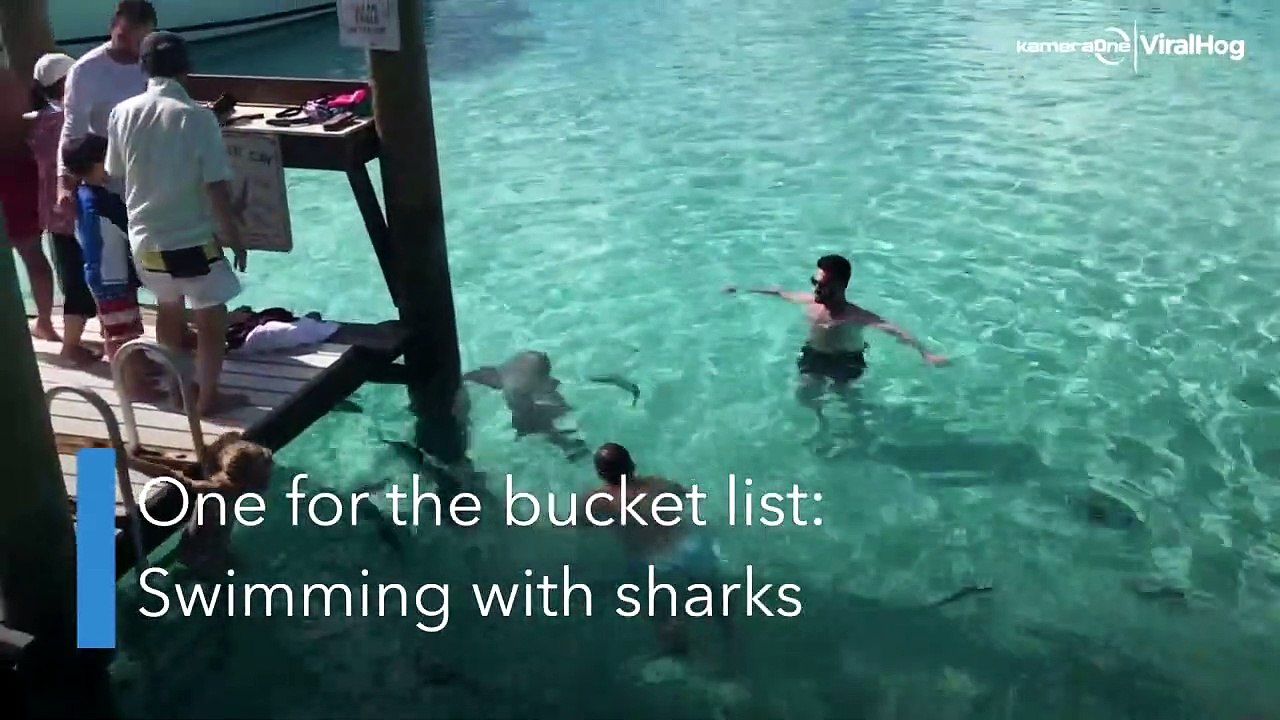 Child bitten by nurse shark