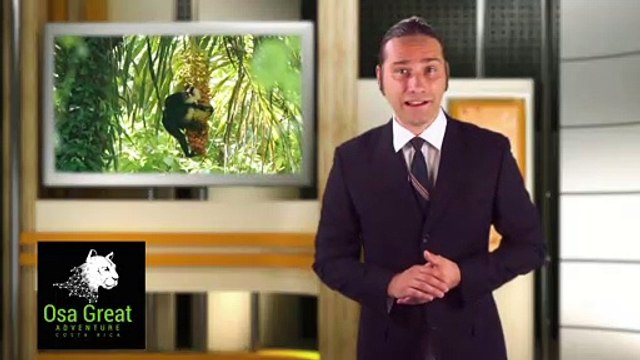 corcovado-nationalpark-das beste von Costa Rica mit Osa Great Adventure