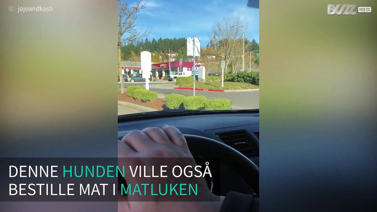 Hund bestiller mat i drive-thru og høres ut som en høne