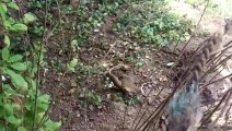 indian chameleon laying eggs