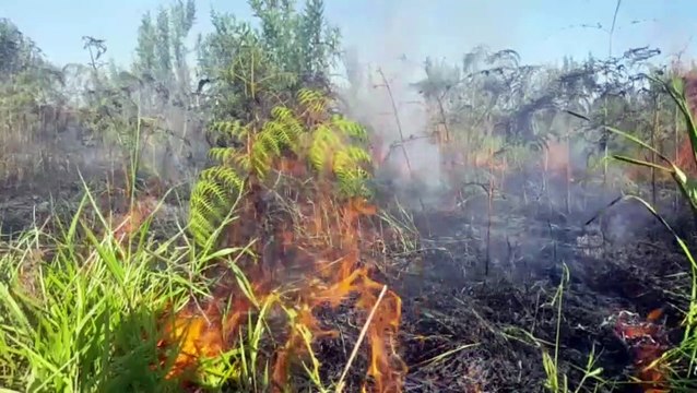 Incêndio atinge grande área de vegetação, 'dando trabalho' aos Bombeiros