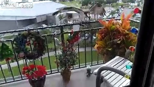 Décorations de Noël : un aigle veut les arracher !