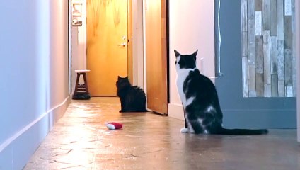 Il filme son chat pleurer quand il par au travail !